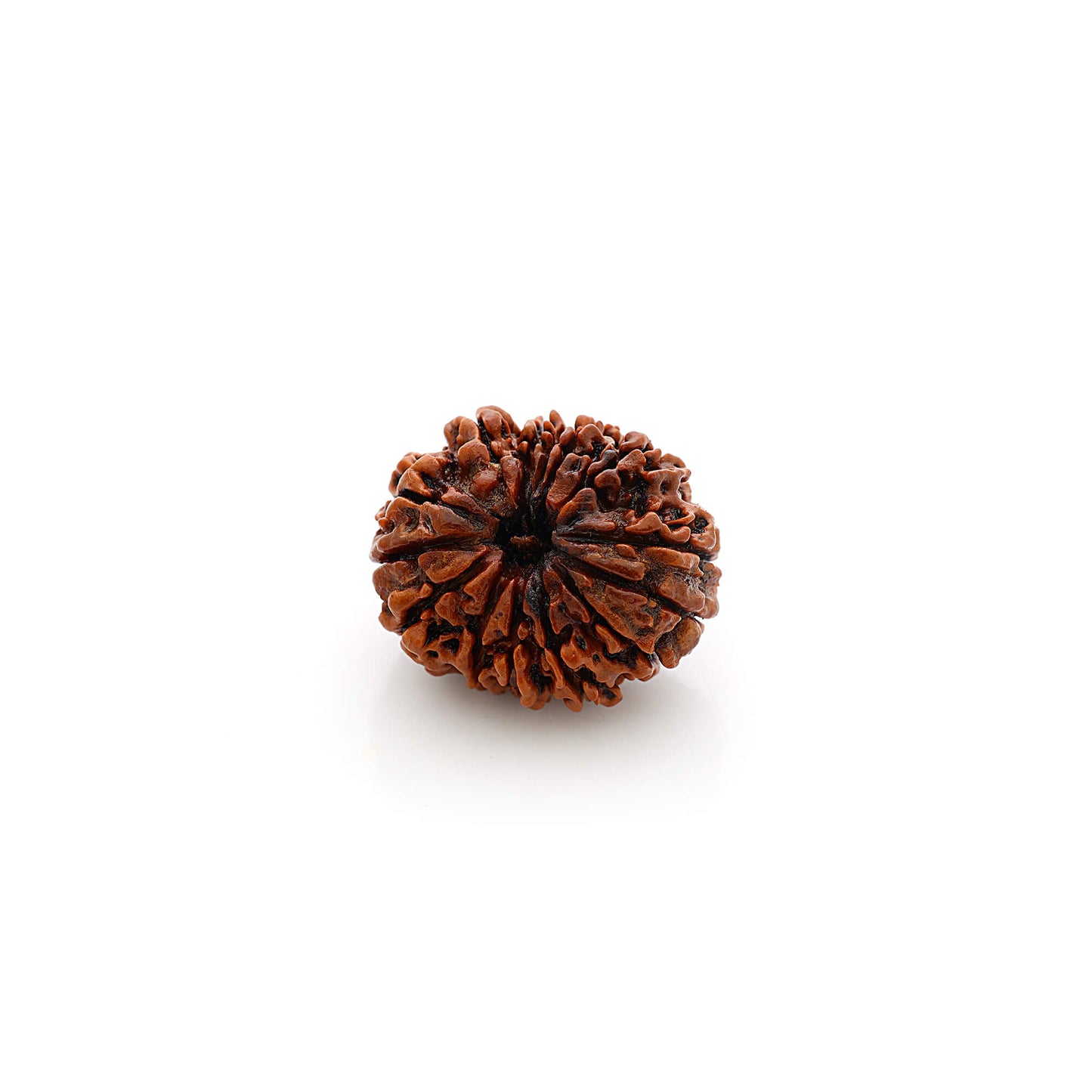 14 Faces rudraksha