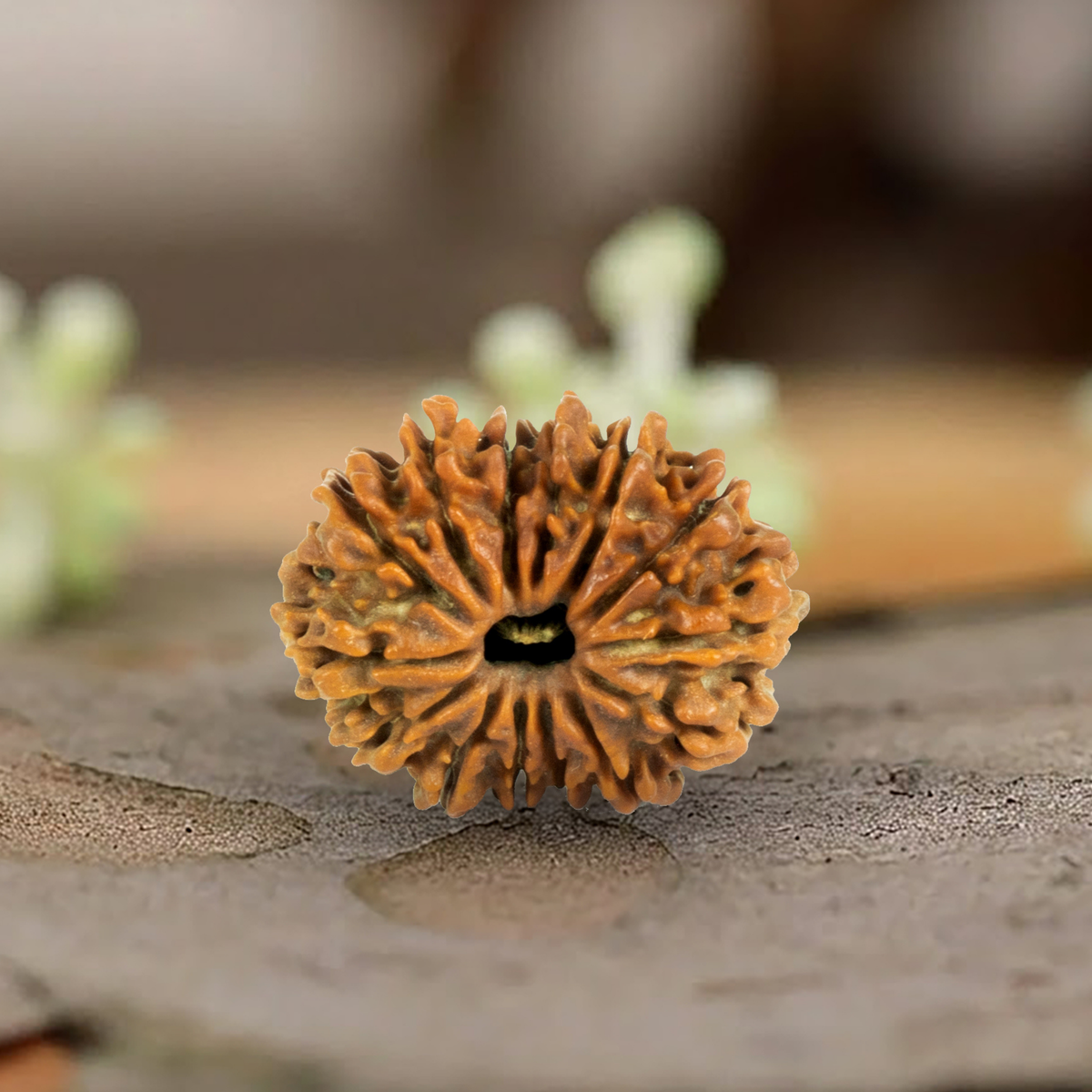 Natural 14 Mukhi Rudraksha (Origin: Nepal) - Blessed By Lord Shiva & Hanuman