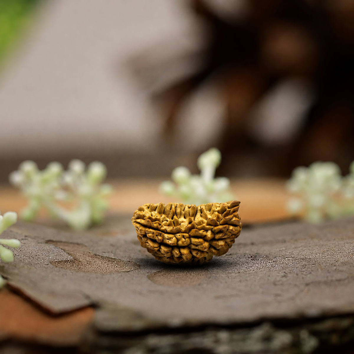 1 Mukhi Rudraksha - Blessed by Lord Shiva