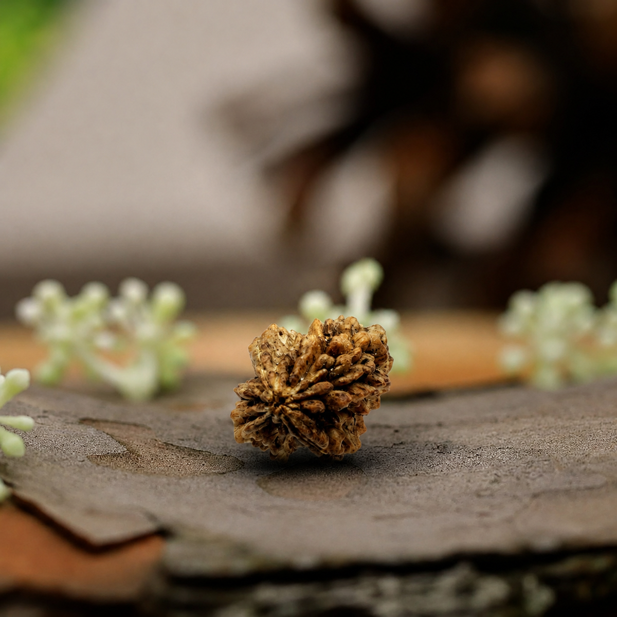 2 Mukhi Rudraksha (Origin: Himalaya) - Blessed by Lord Ardhanareeshwar