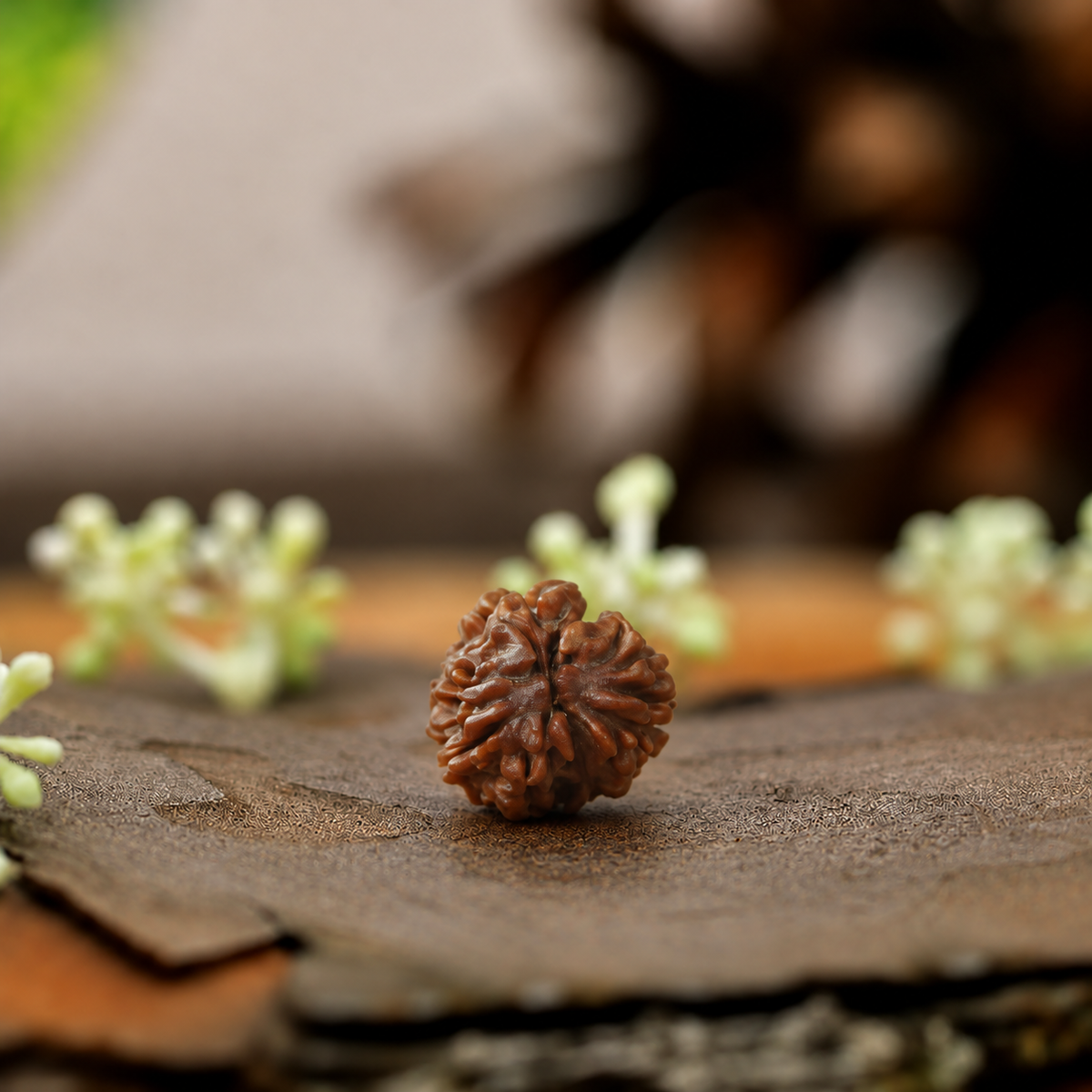 2 Mukhi Rudraksha (Origin: Himalaya) - Blessed by Lord Ardhanareeshwar