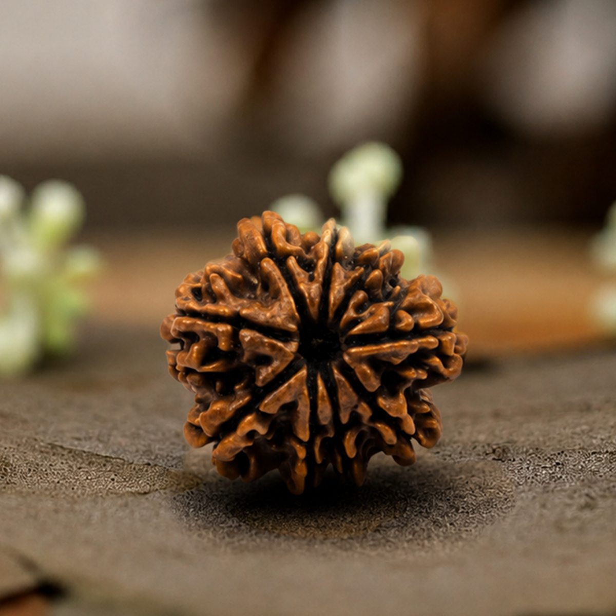 Natural 9 Mukhi Rudraksha (Origin: Nepal) - Blessed By Devi Durga