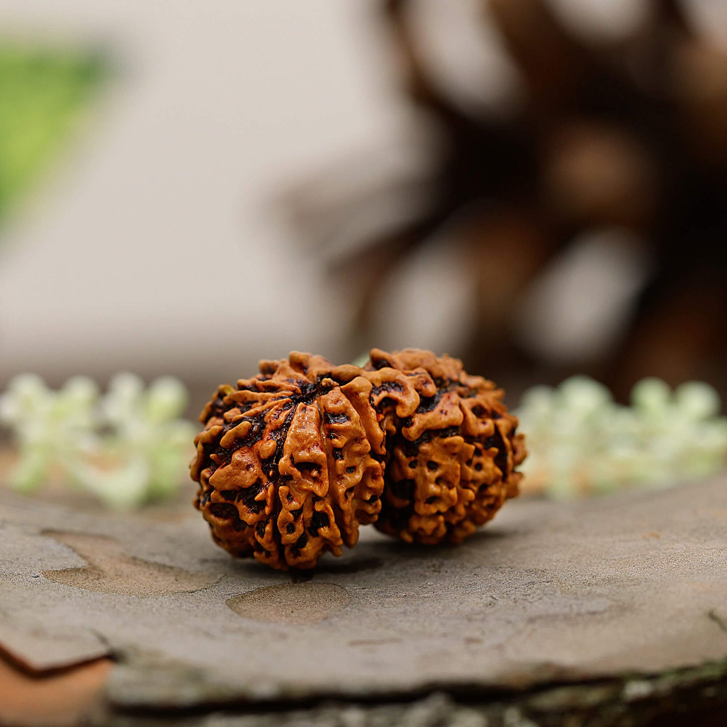 Gauri Shankar Rudraksha