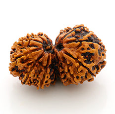 Gauri Shankar Rudraksha Faces