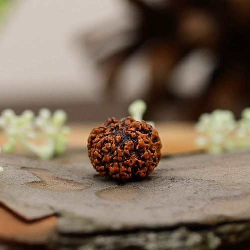 7 Mukhi Rudraksha