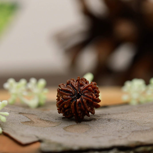 The Holistic Benefits of 8 Mukhi Rudraksha: Balancing Mind, Body, and Soul