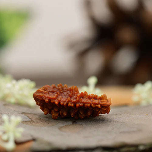 Enhancing Spiritual Growth: Unveiling the Profound Benefits of Wearing a 1 Mukhi Rudraksha