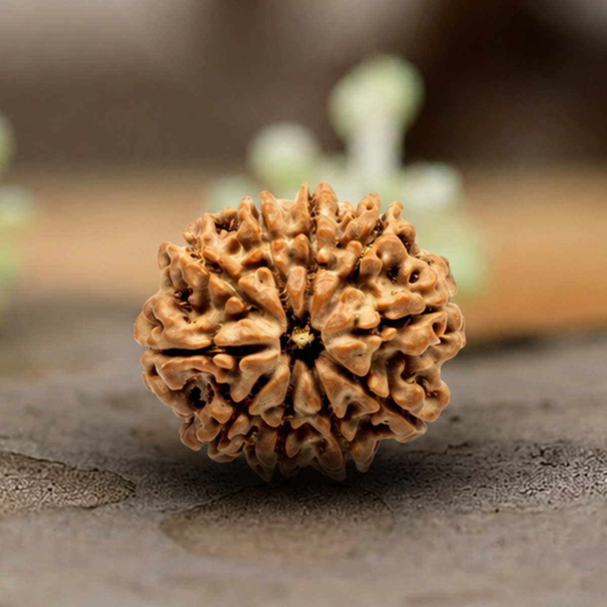 Natural 10 Mukhi Rudraksha (Origin: Nepal) - Blessed By Lord Vishnu