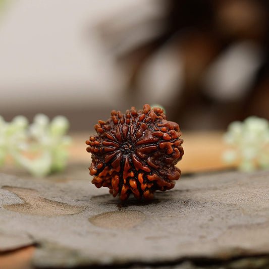 10 Mukhi rudrasha