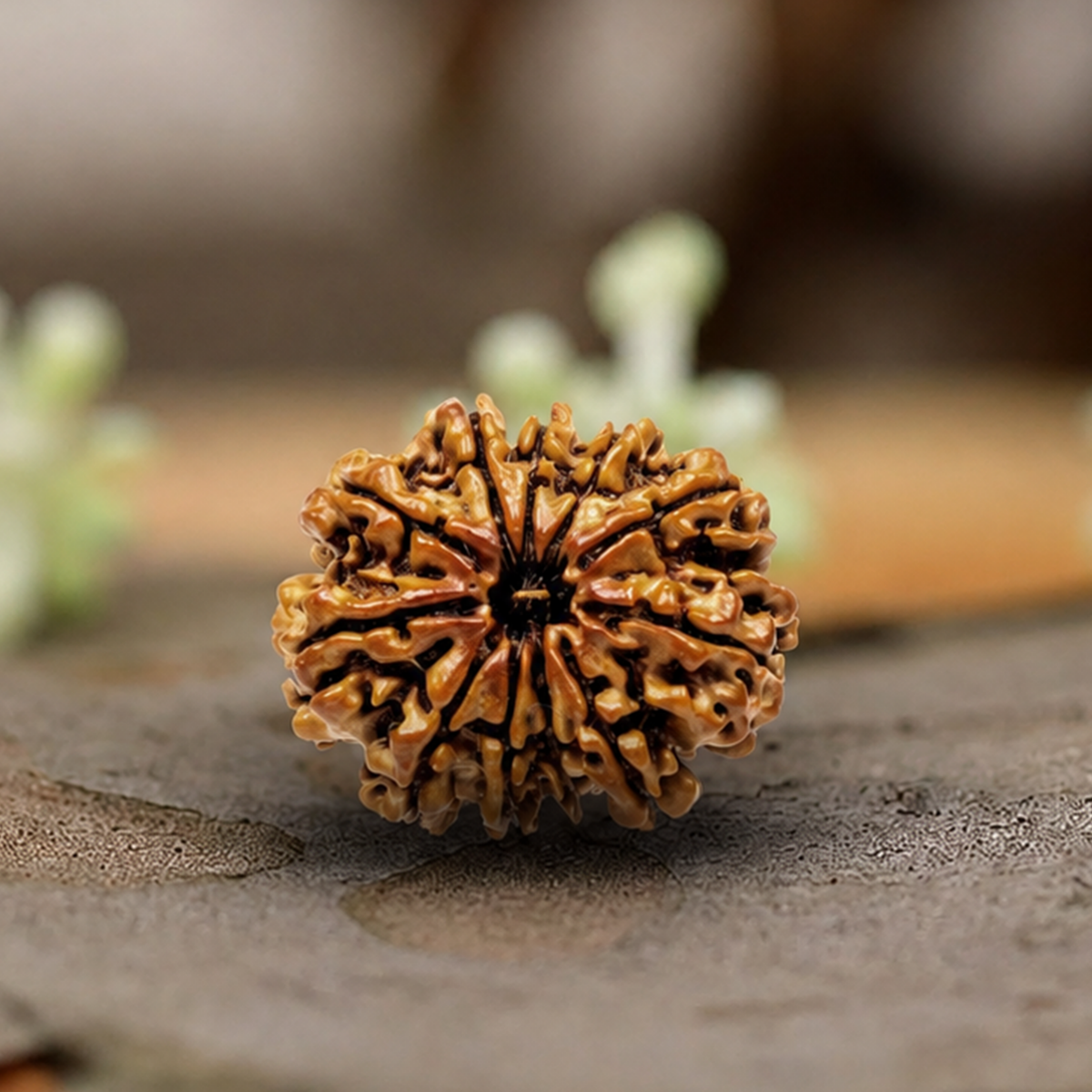 Natural 11 Mukhi Rudraksha (Origin: Nepal) - Blessed By Lord Hanuman
