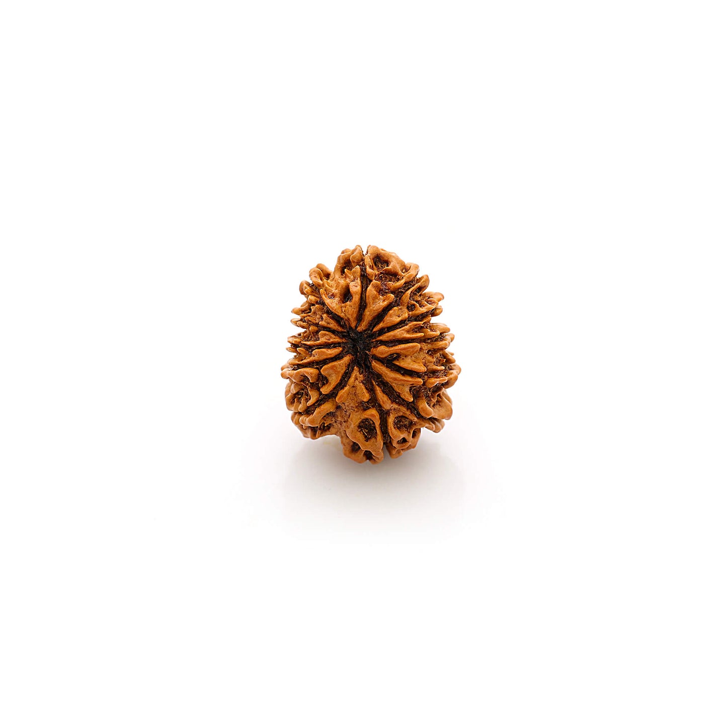12 Faces rudraksha