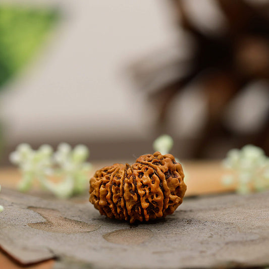 12 Mukhi rudraksha