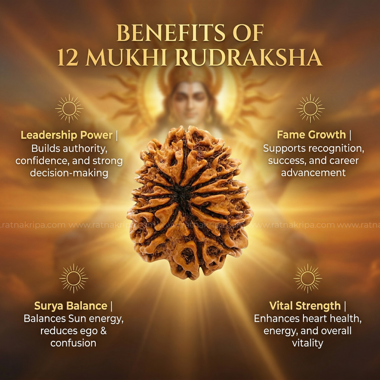 Natural 12 Mukhi Rudraksha (Origin: Nepal) - Blessed By Lord Surya