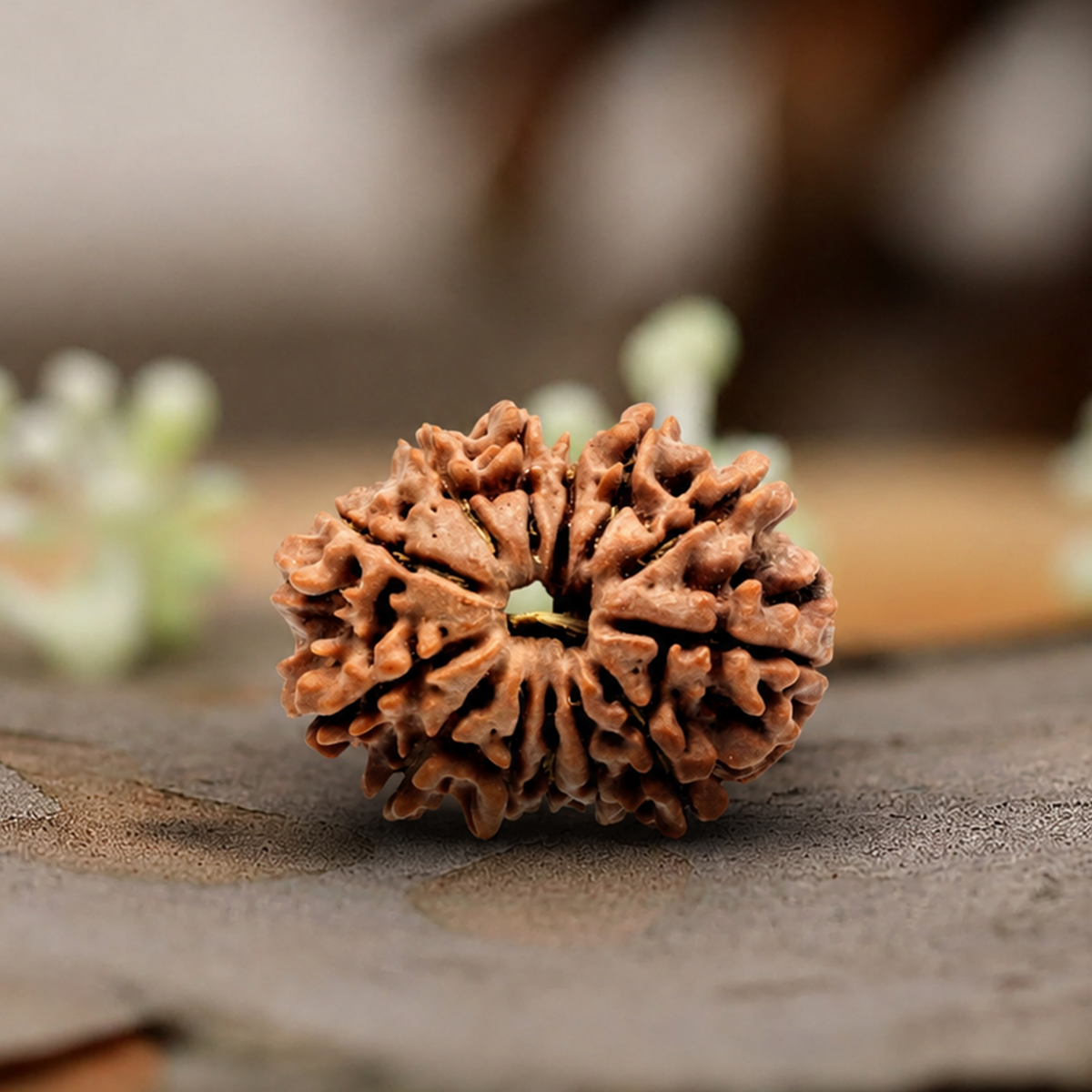 Natural 13 Mukhi Rudraksha (Origin: Nepal) - Blessed By Lord Indra Dev