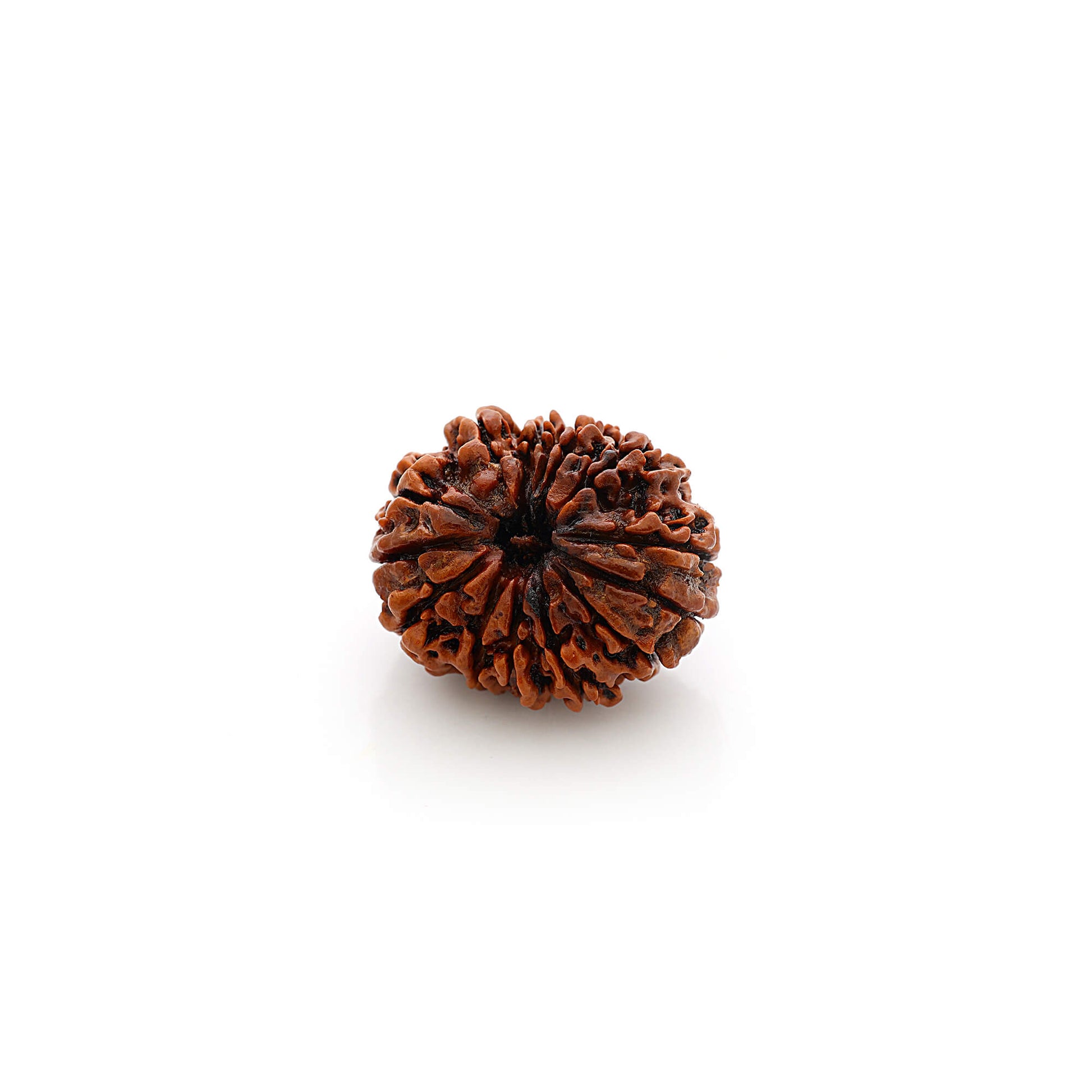 14 Faces rudraksha