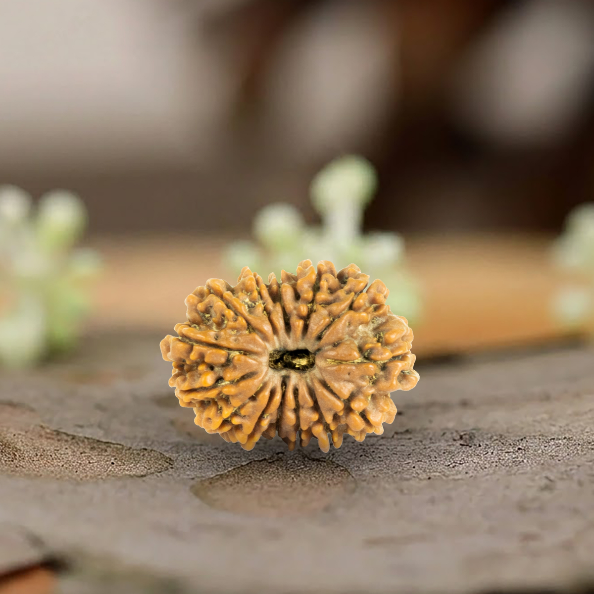 Natural 14 Mukhi Rudraksha (Origin: Nepal) - Blessed By Lord Shiva & Hanuman
