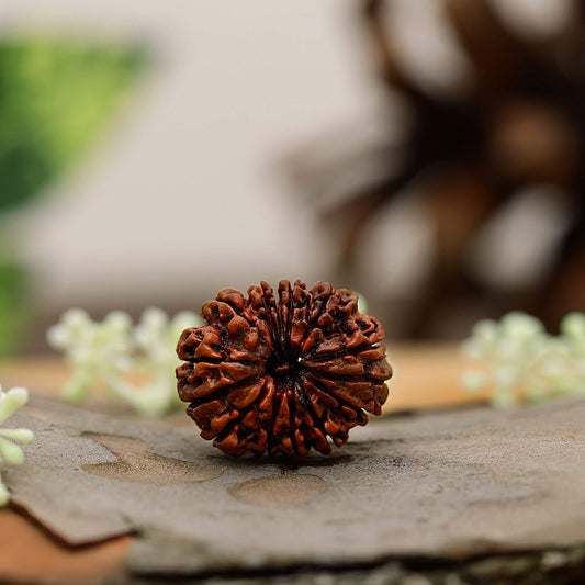 14 Mukhi rudraksha