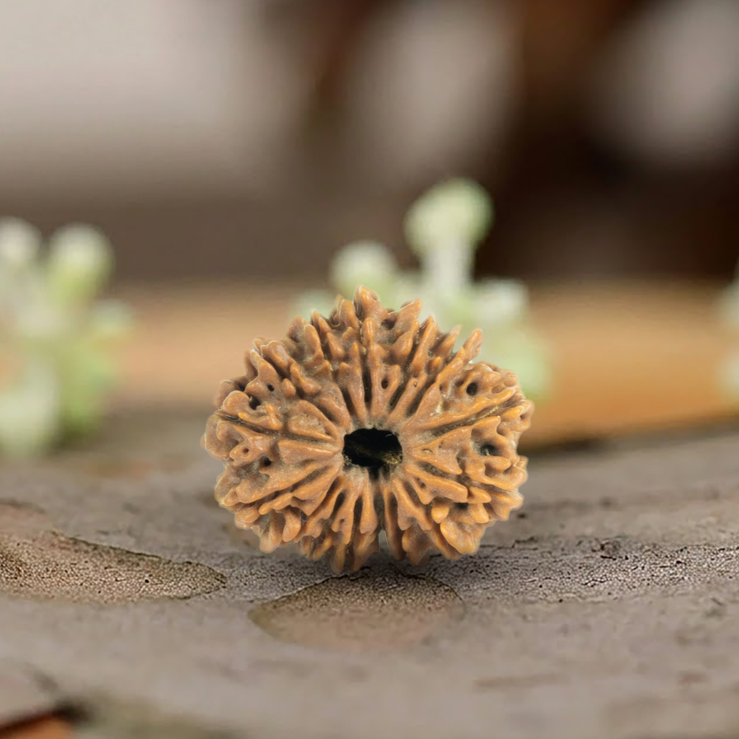 Natural 15 Mukhi Rudraksha (Origin: Nepal) - Blessed By Lord Pashupati (Lord Shiva)