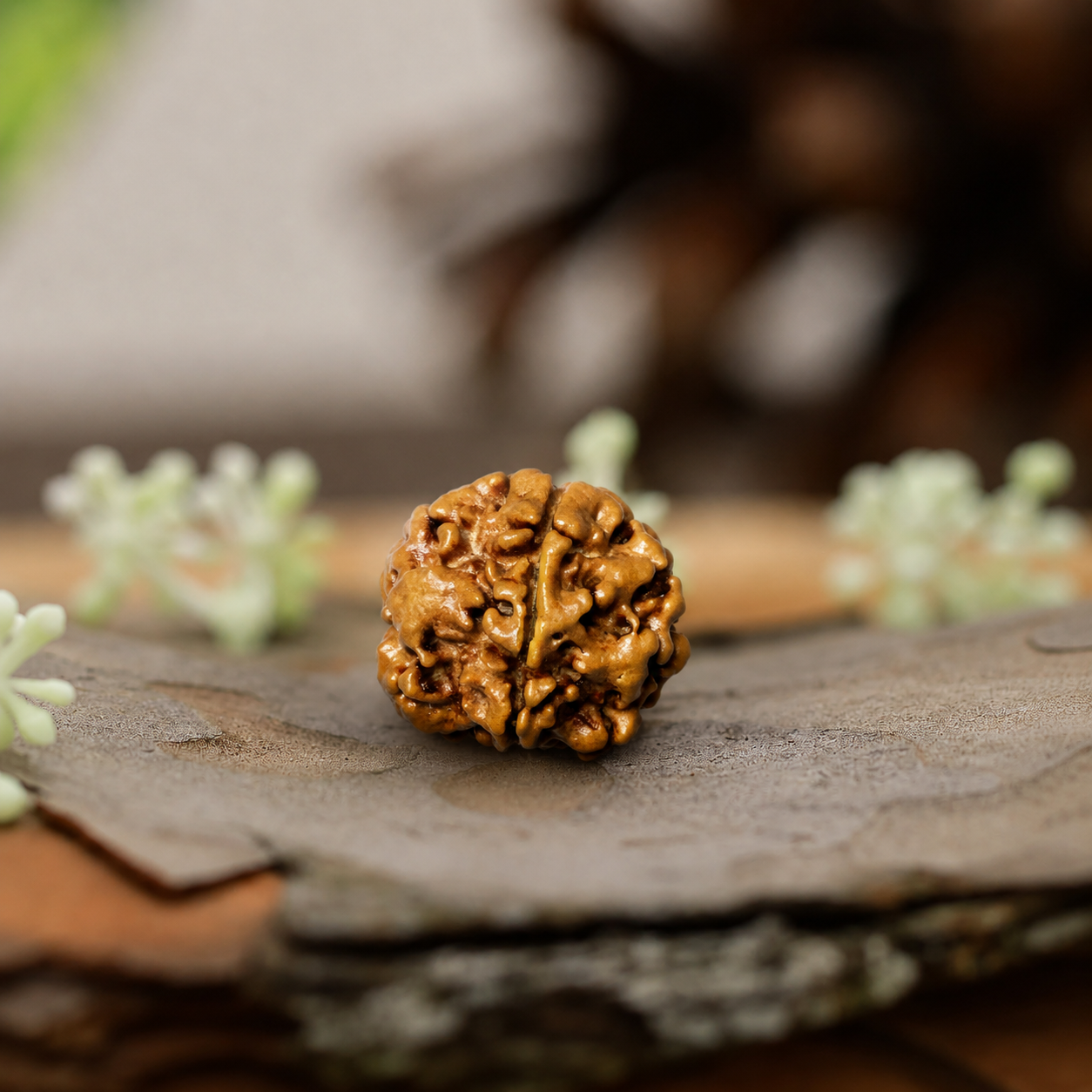 1 Mukhi Rudraksha - Blessed by Lord Shiva