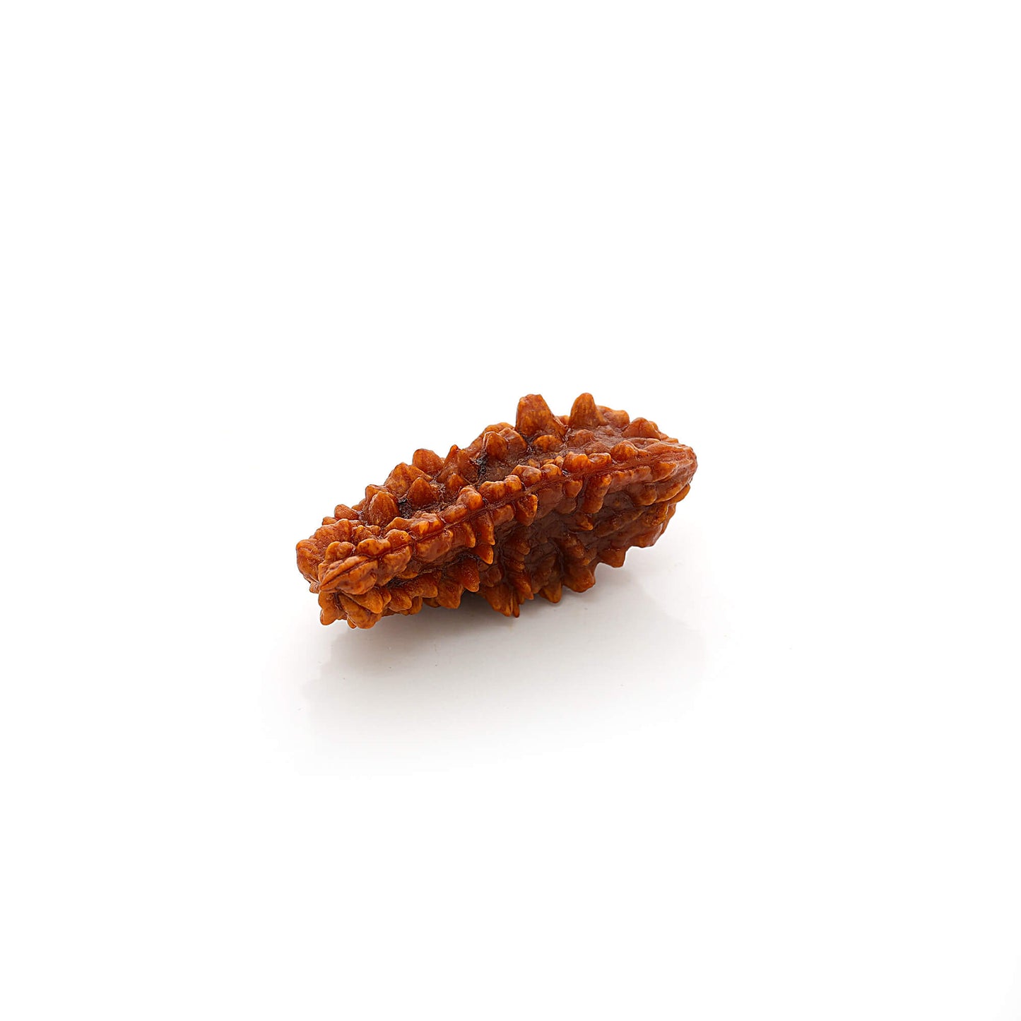 buy 1 Mukhi Rudraksha online