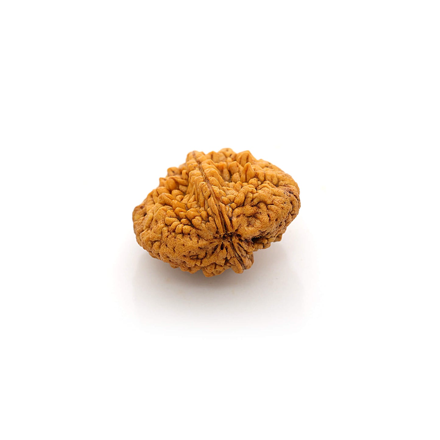 2 Mukhi Rudraksha (Origin: Himalaya) - Blessed by Lord Ardhanareeshwar