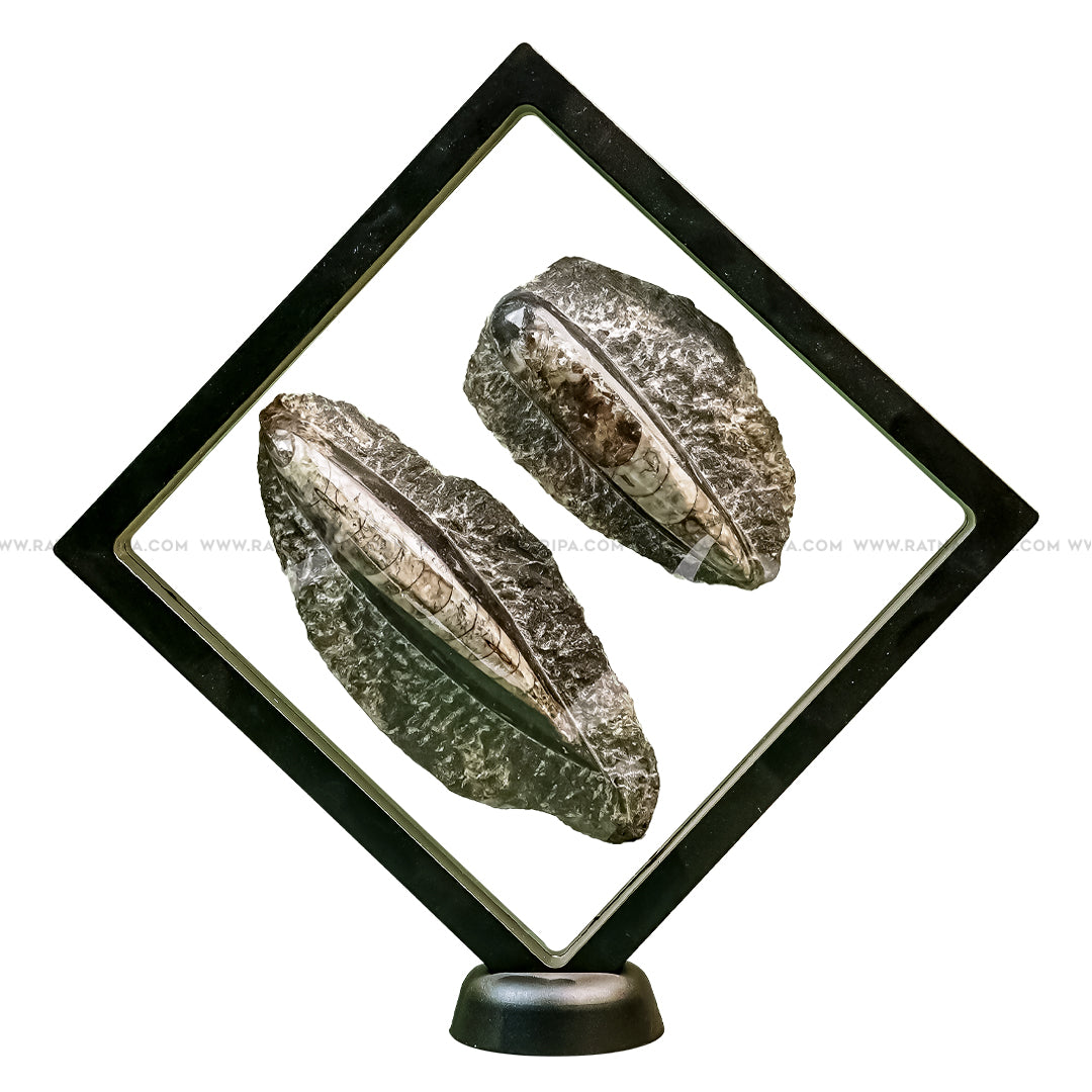 Premium Twin Kuber Stone - 231gm + 179gm