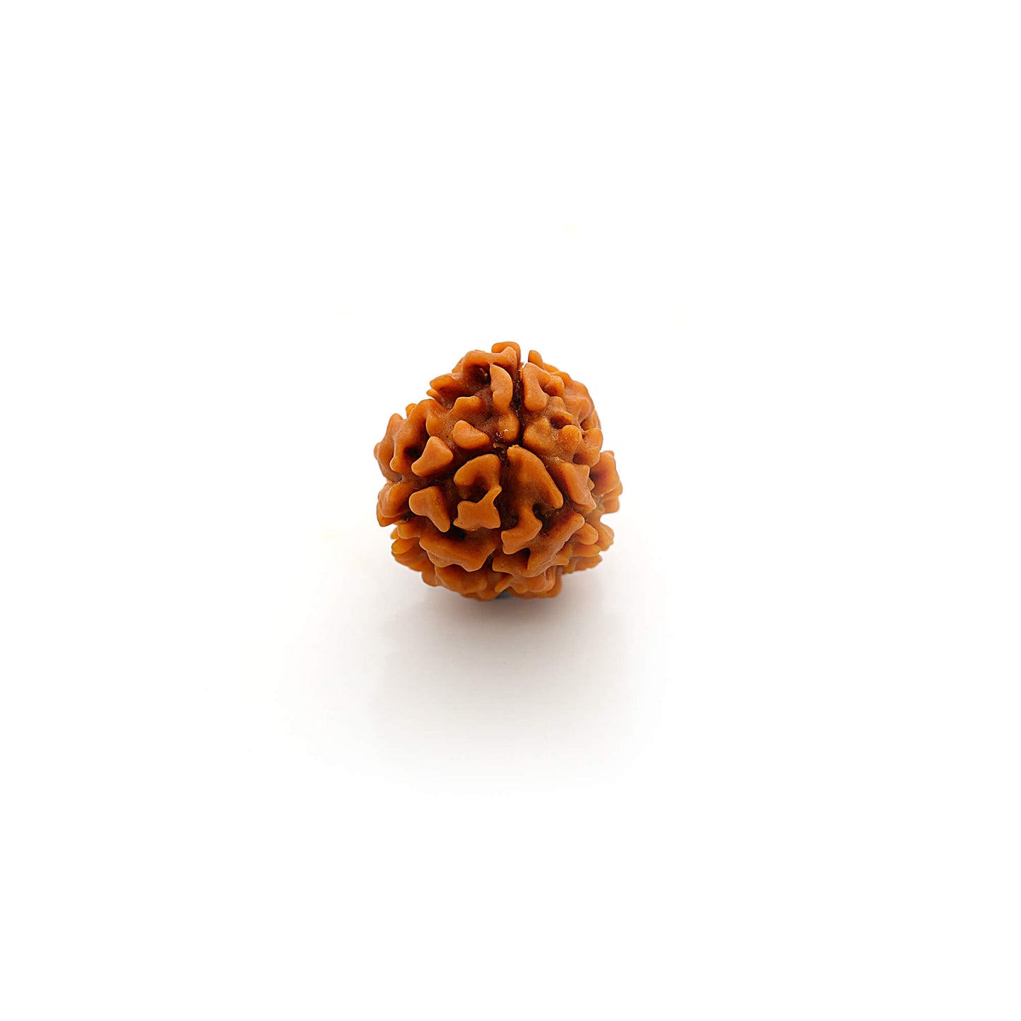 3 Mukhi Rudraksha (Origin: Nepal) - Blessed by Lord Agni