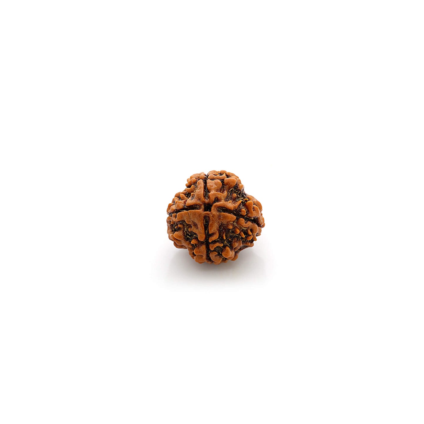 4 faces Rudraksha