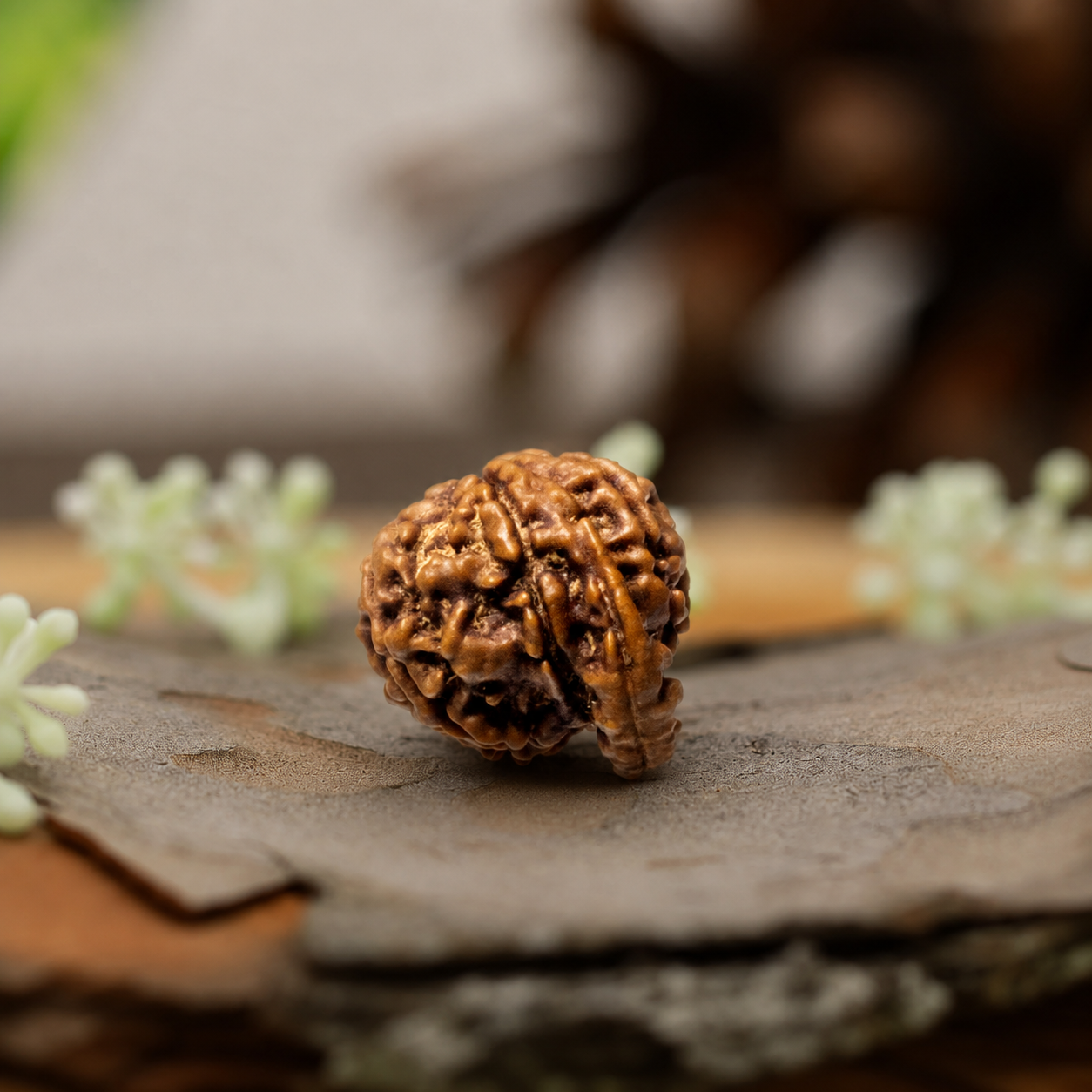 Ganesh Mukhi Rudraksha (Origin: Nepal) - Blessed by Vighnaharta Remover of Obstacles