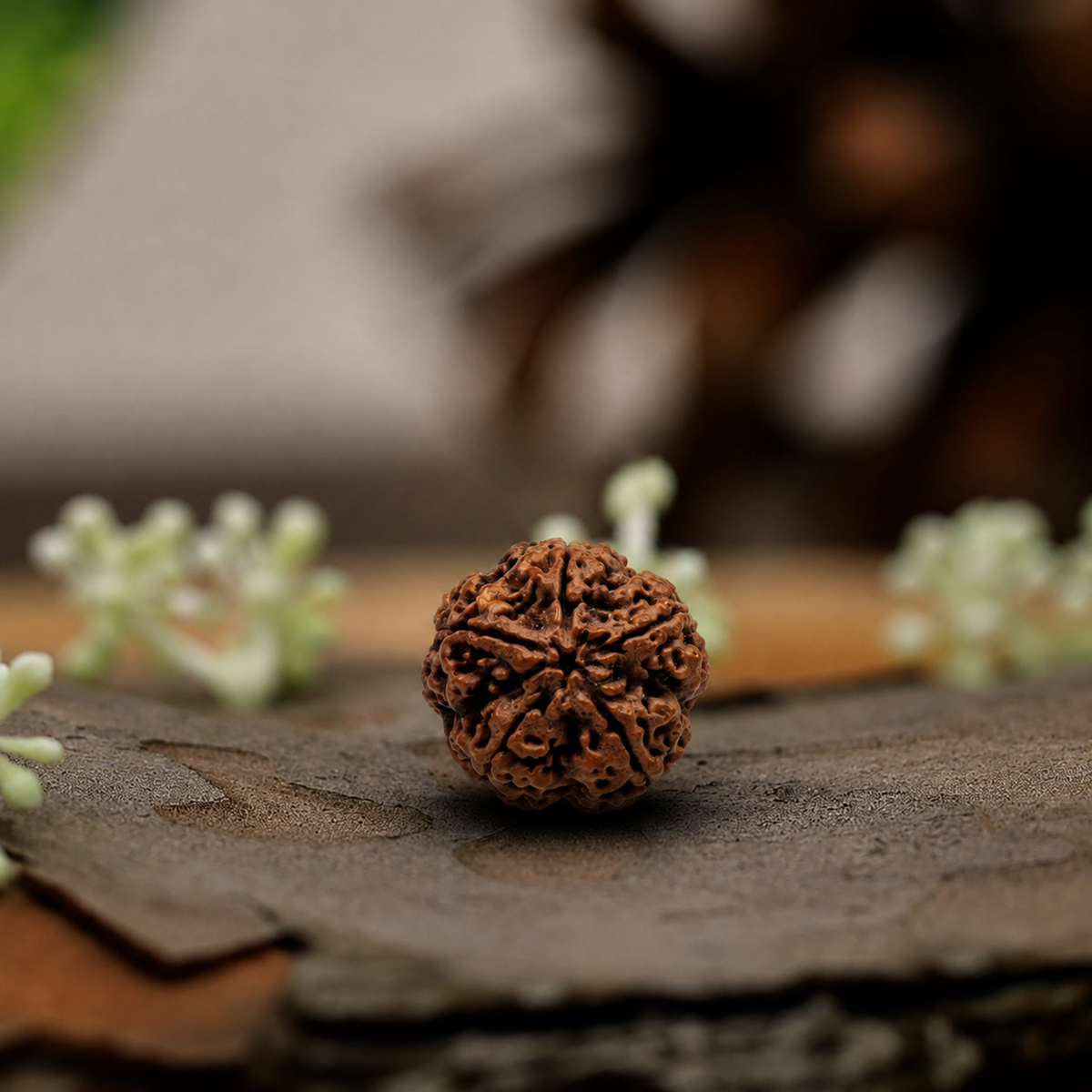 Natural 5 Mukhi Rudraksha (Origin: Nepal) - Blessed By Kalaagni Rudra