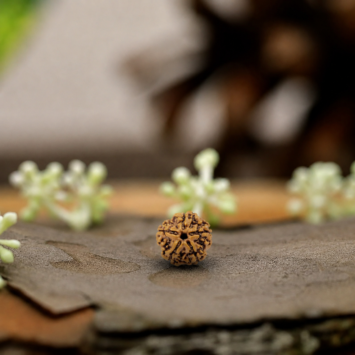 Natural 5 Mukhi Rudraksha (Origin: Nepal) - Blessed By Kalaagni Rudra