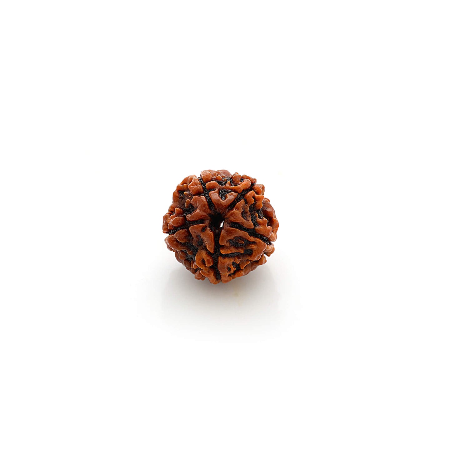 5 faces Rudraksha