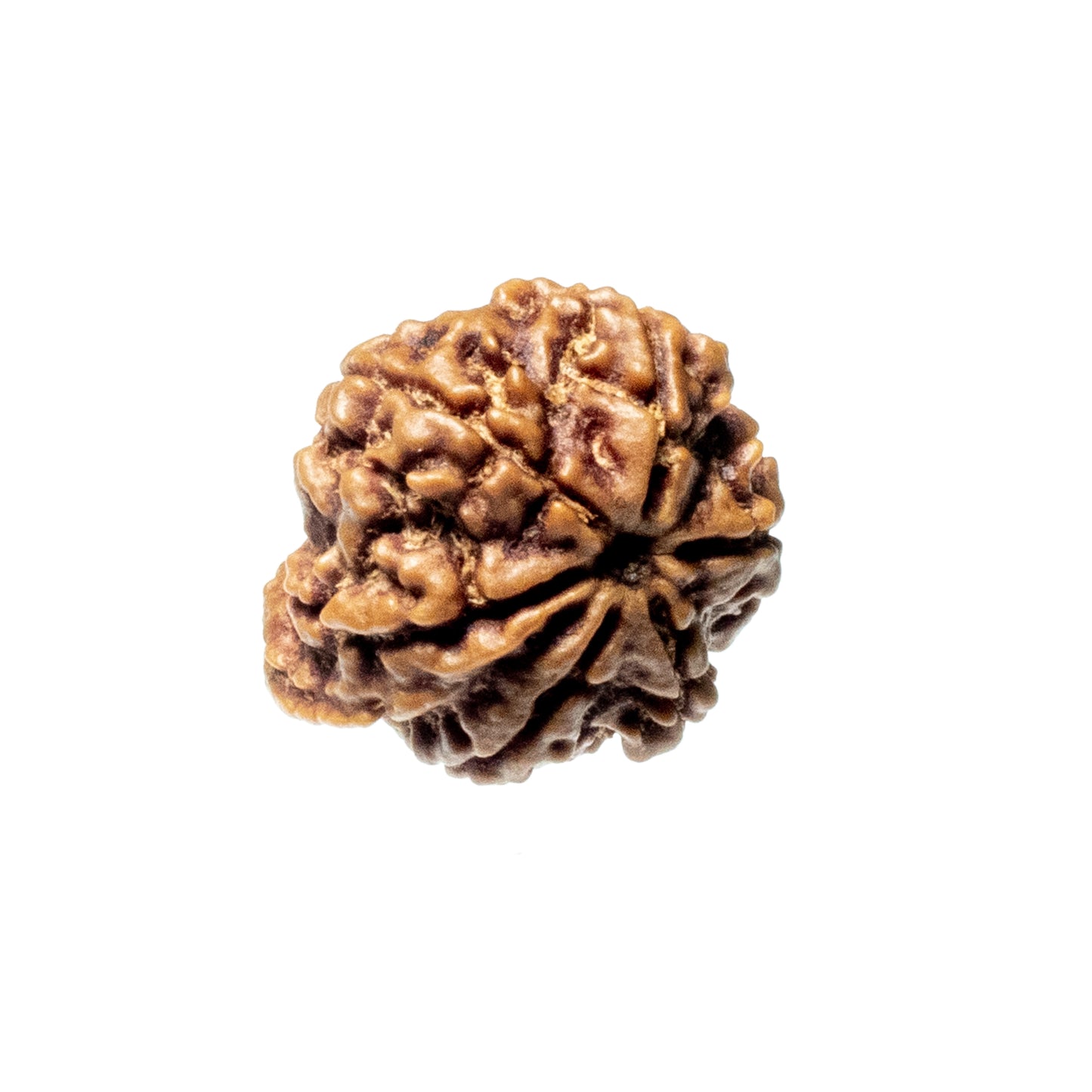 Ganesh Mukhi Rudraksha (Origin: Nepal) - Blessed by Vighnaharta Remover of Obstacles