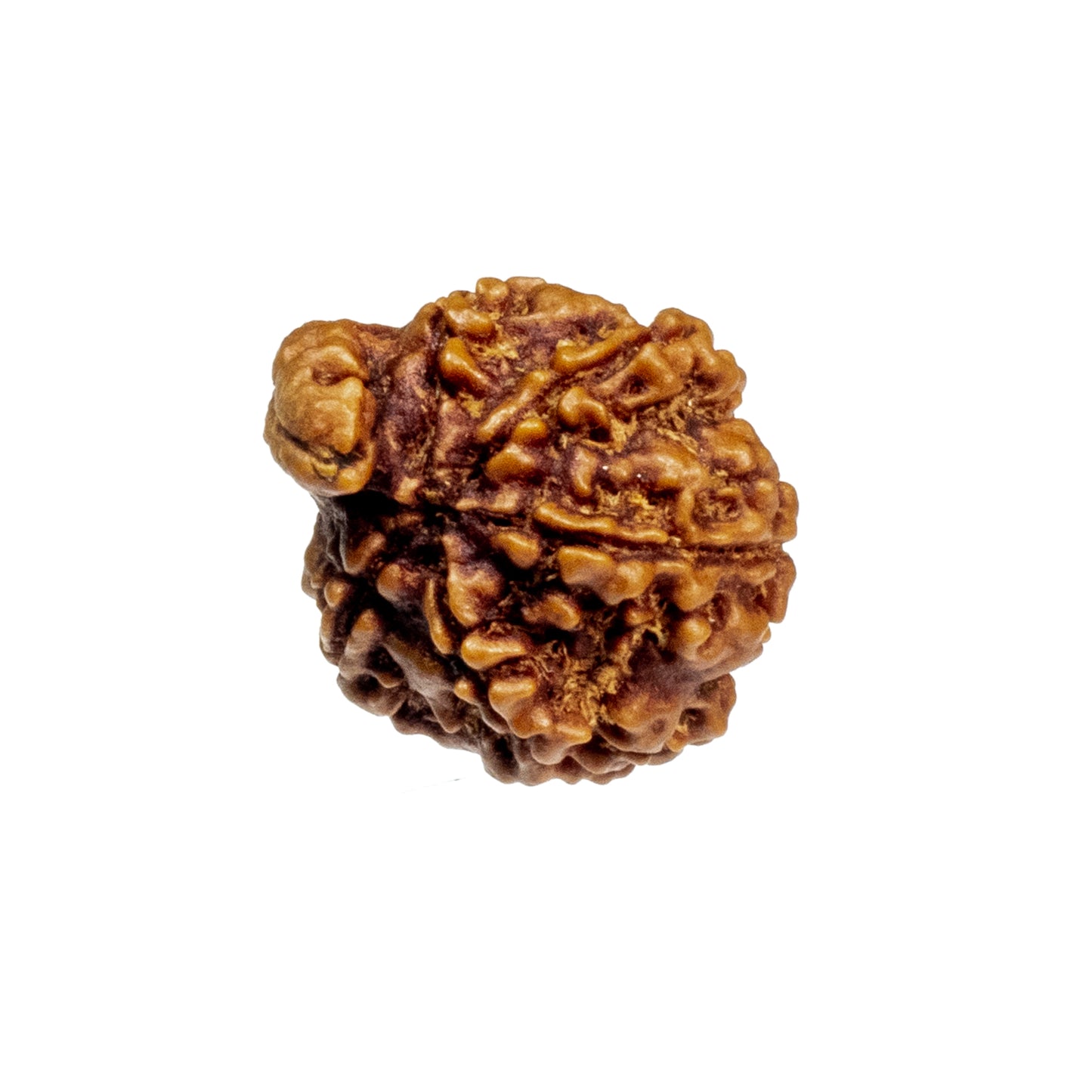 Ganesh Mukhi Rudraksha (Origin: Nepal) - Blessed by Vighnaharta Remover of Obstacles