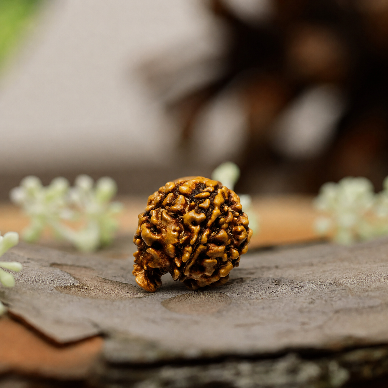 Ganesh Mukhi Rudraksha (Origin: Nepal) - Blessed by Vighnaharta Remover of Obstacles