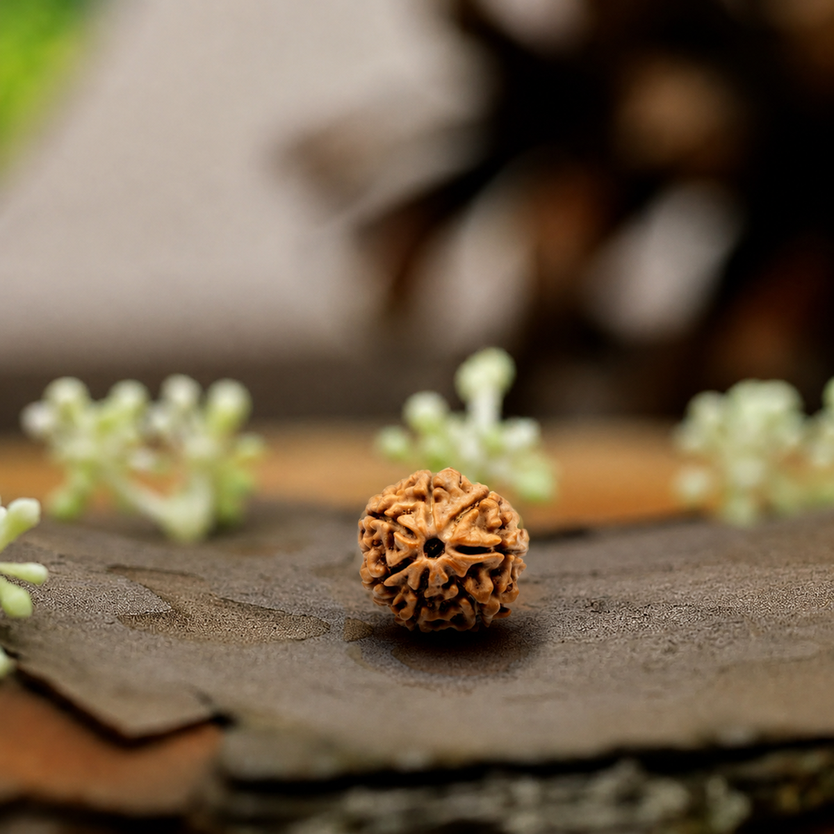 Natural 7 Mukhi Rudraksha (Origin: Nepal) - Blessed By Mahalakshmi