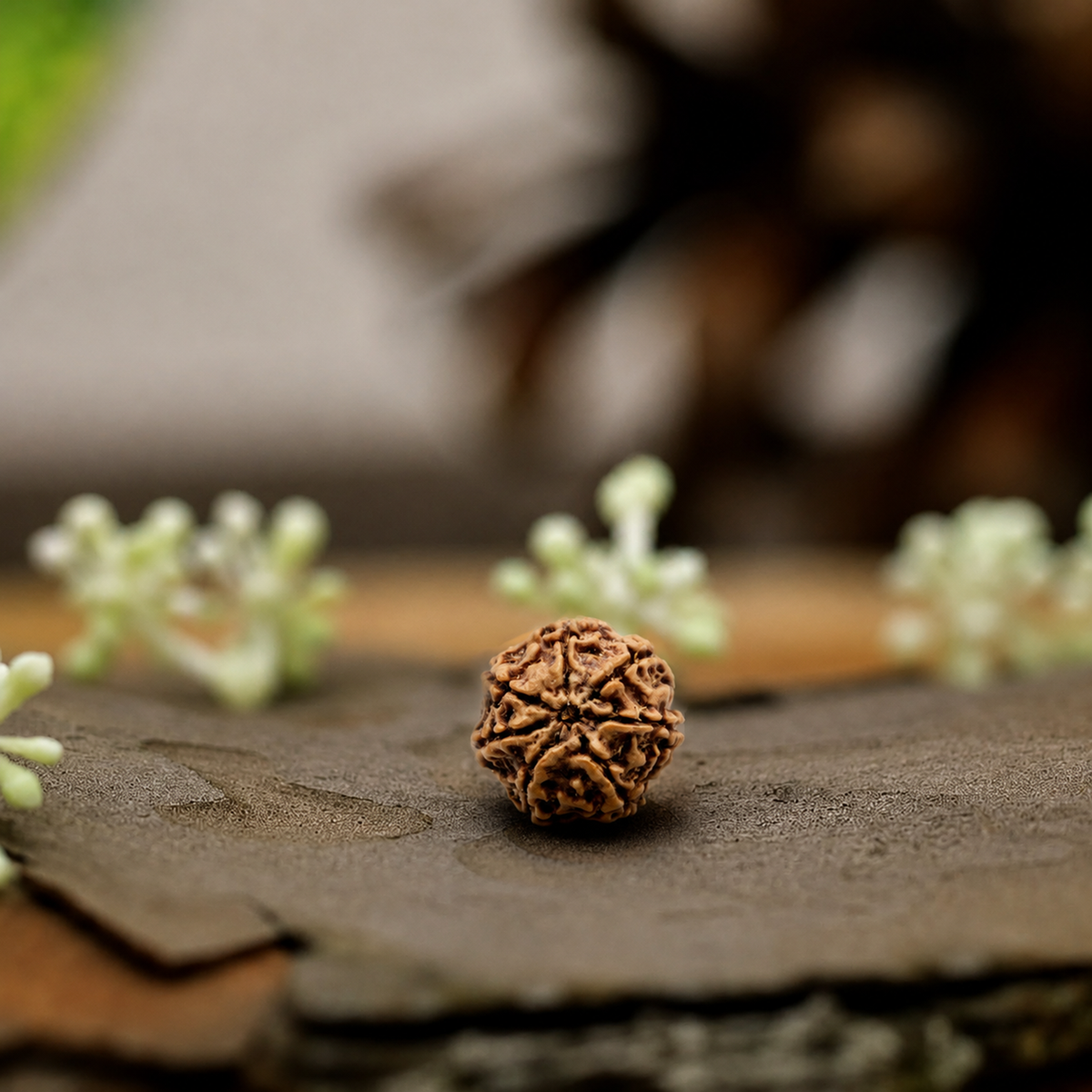 Natural 7 Mukhi Rudraksha (Origin: Nepal) - Blessed By Mahalakshmi