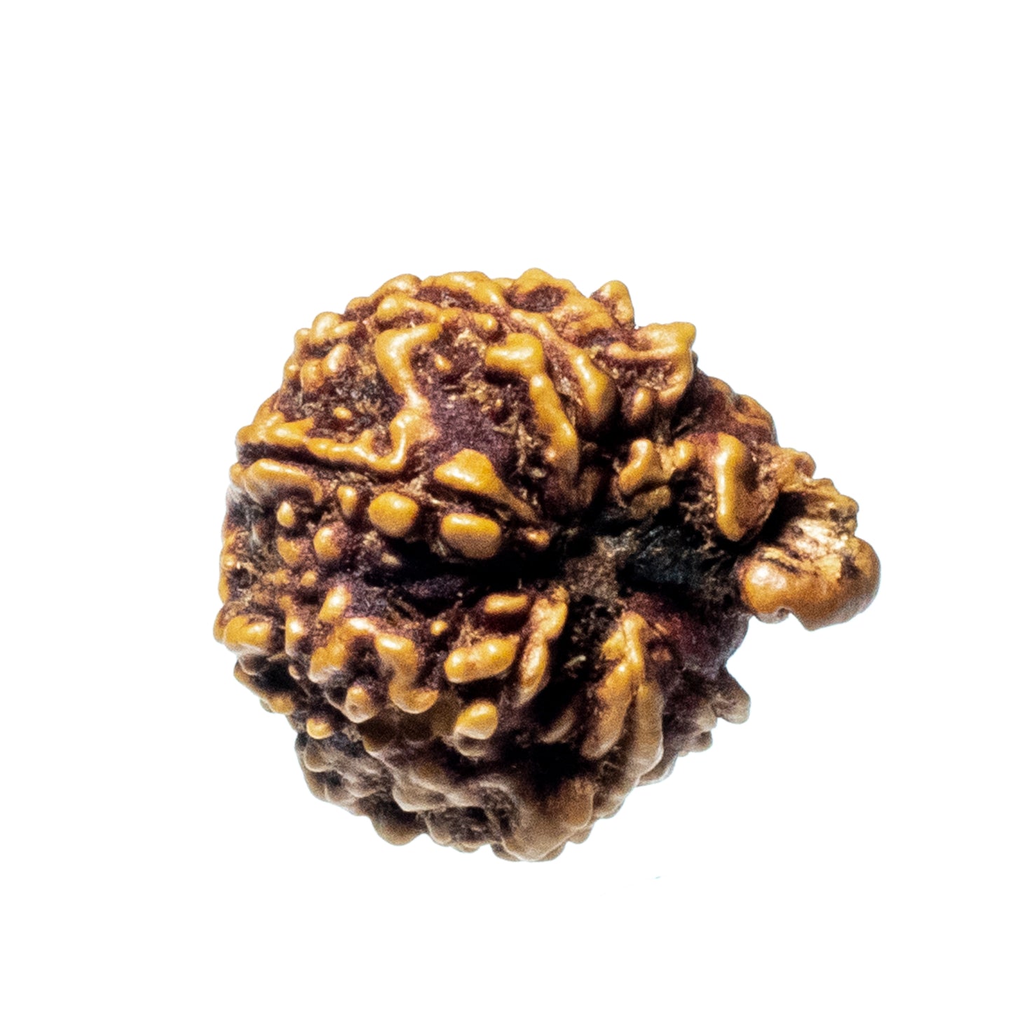 Ganesh Mukhi Rudraksha (Origin: Nepal) - Blessed by Vighnaharta Remover of Obstacles