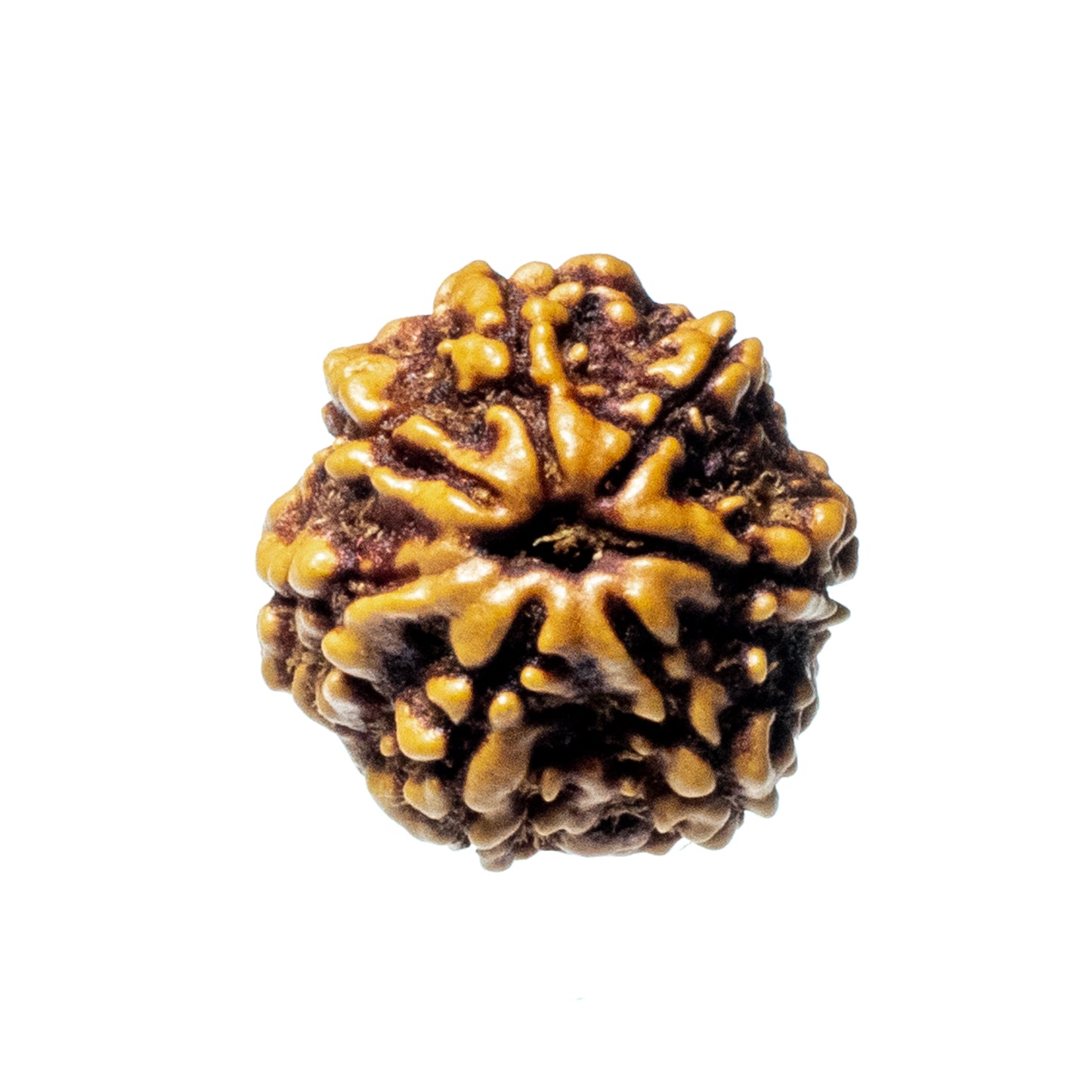 Ganesh Mukhi Rudraksha (Origin: Nepal) - Blessed by Vighnaharta Remover of Obstacles