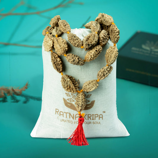 2 Mukhi Rudraksha Mala