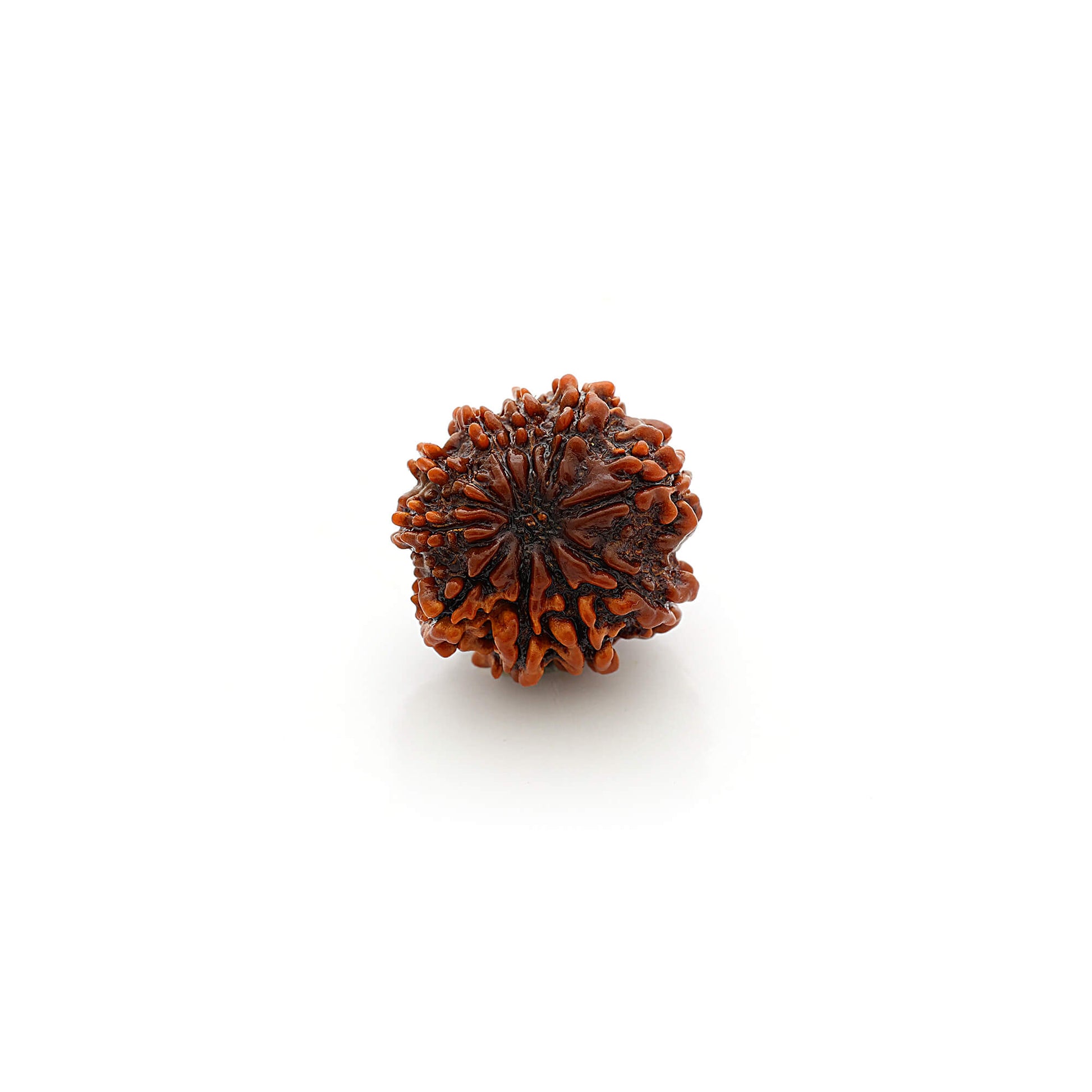 9 Faces Rudraksha