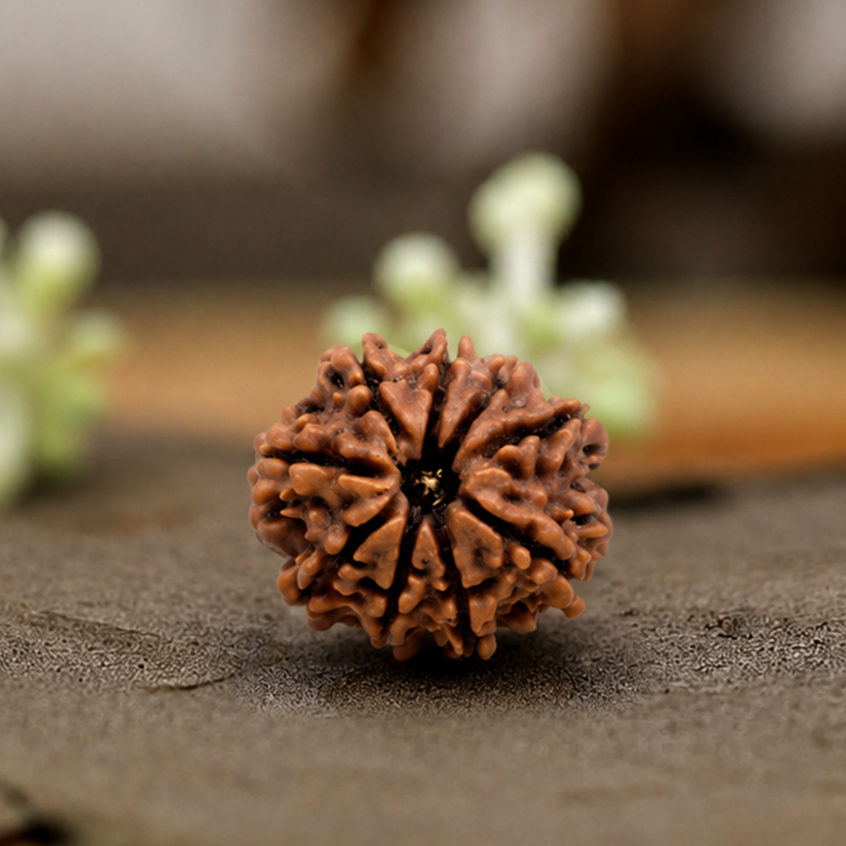 Natural 9 Mukhi Rudraksha (Origin: Nepal) - Blessed By Devi Durga
