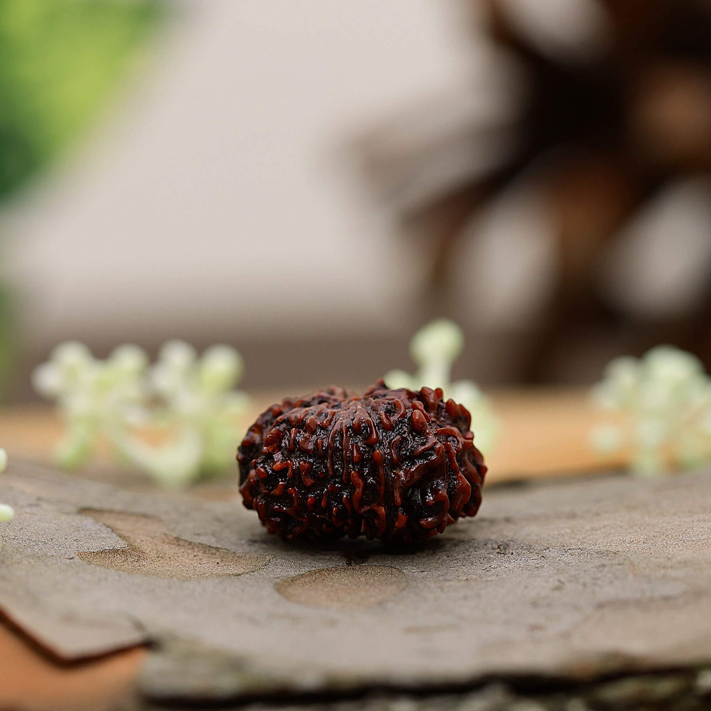 Nepali 9 Mukhi Rudraksha