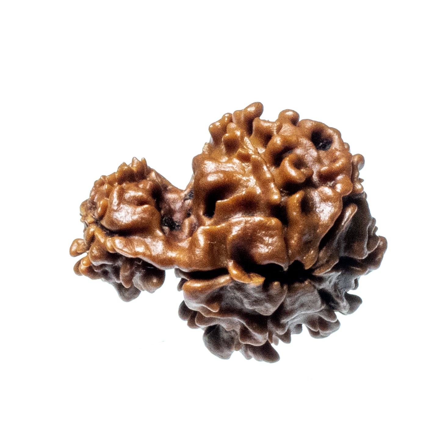 Garbh Gauri Rudraksha (Origin: Nepal) - Blessed by Goddess Parvati & Lord Ganesh