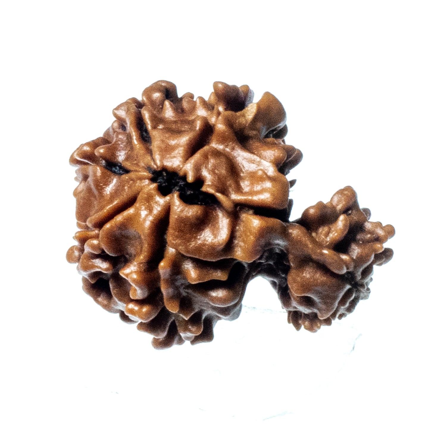 Garbh Gauri Rudraksha (Origin: Nepal) - Blessed by Goddess Parvati & Lord Ganesh