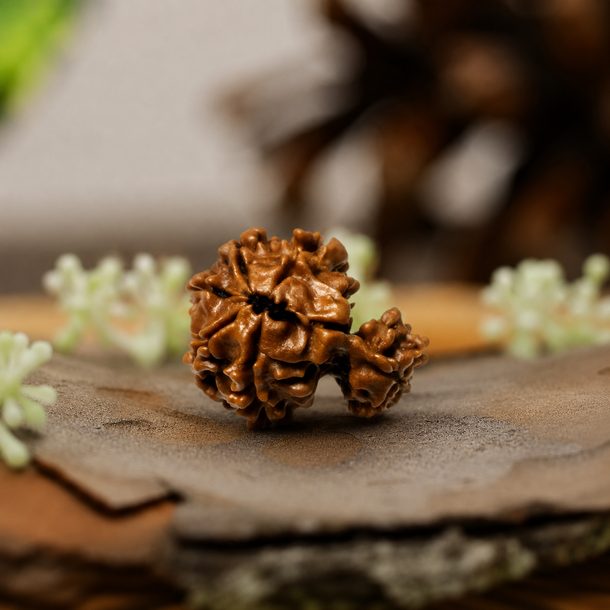 Garbh Gauri Rudraksha (Origin: Nepal) - Blessed by Goddess Parvati & Lord Ganesh