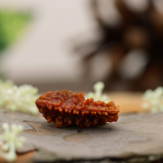 1 Mukhi Rudraksha 