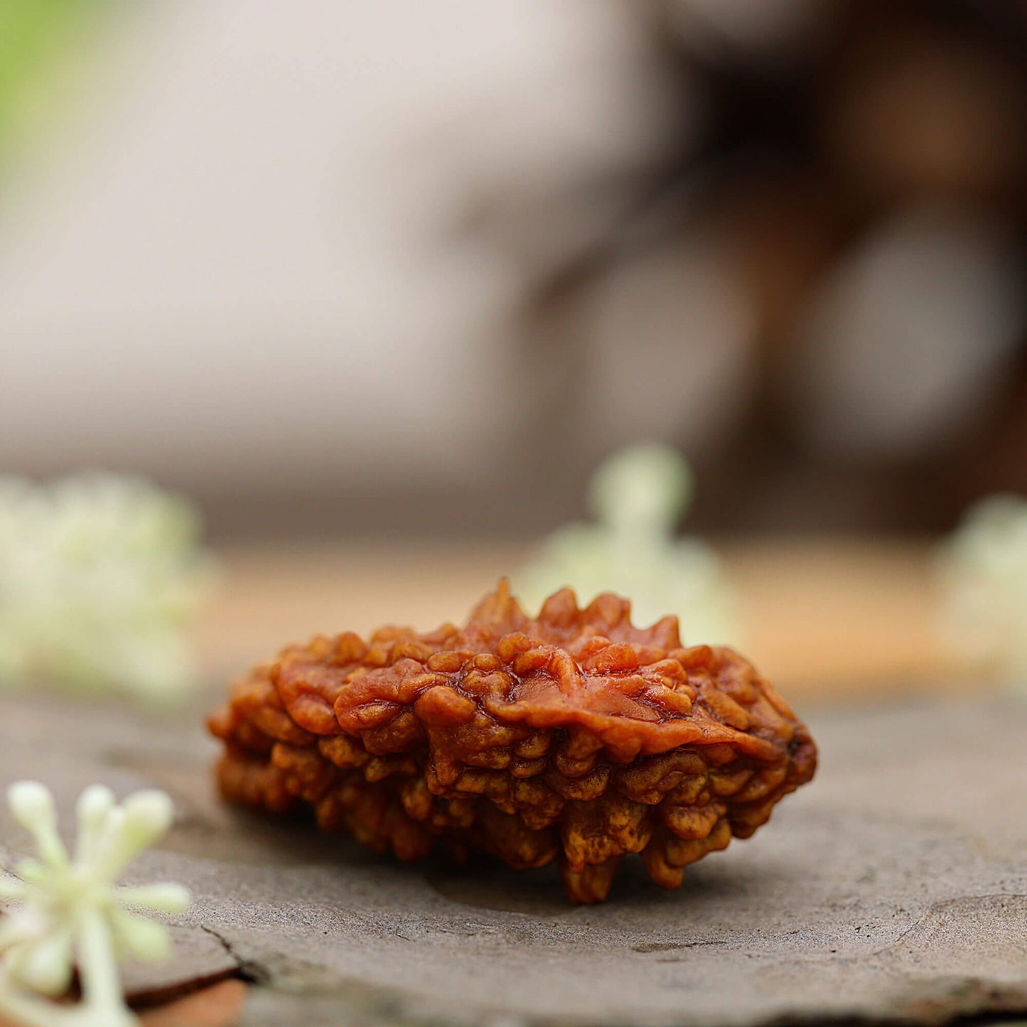 1 Mukhi rudraksha