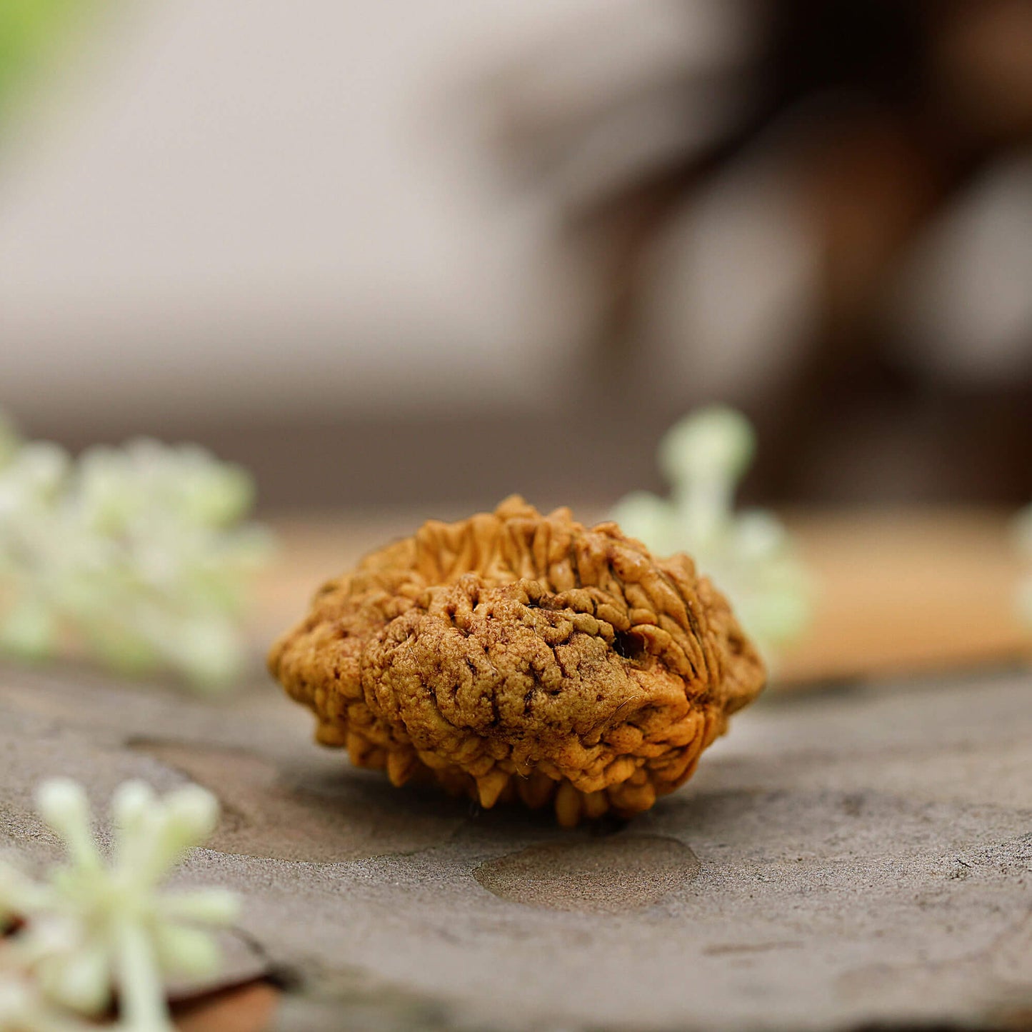 2 Mukhi rudraksha