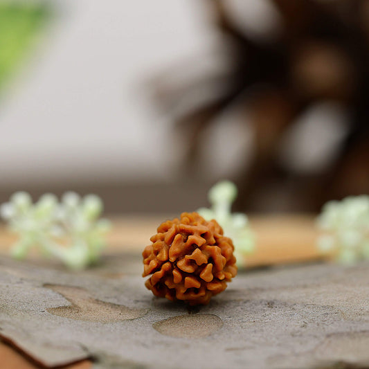 3 Mukhi Rudraksha